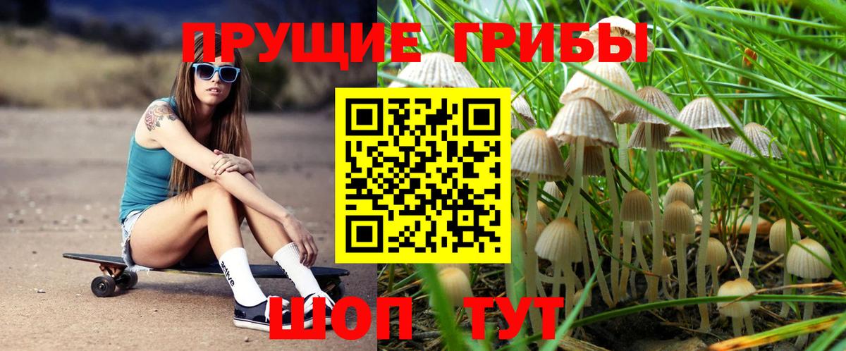 Псилоцибиновые грибы Psilocybe Шебекино